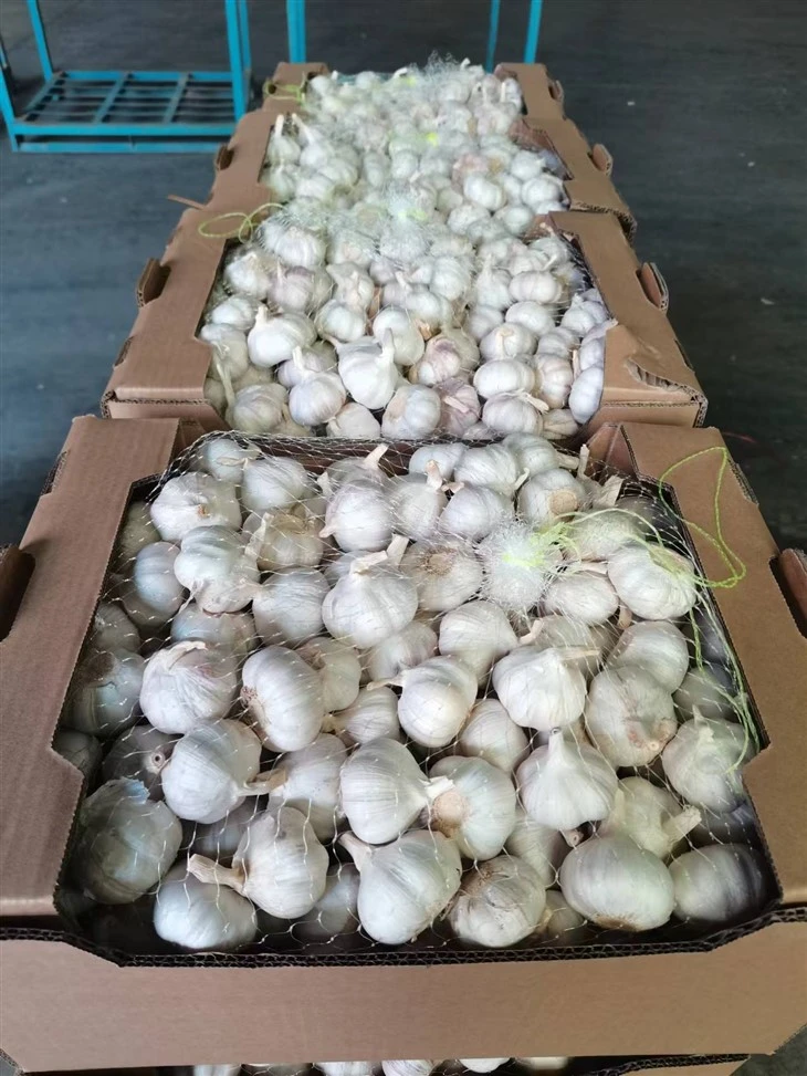 High Quality Packed Garlic